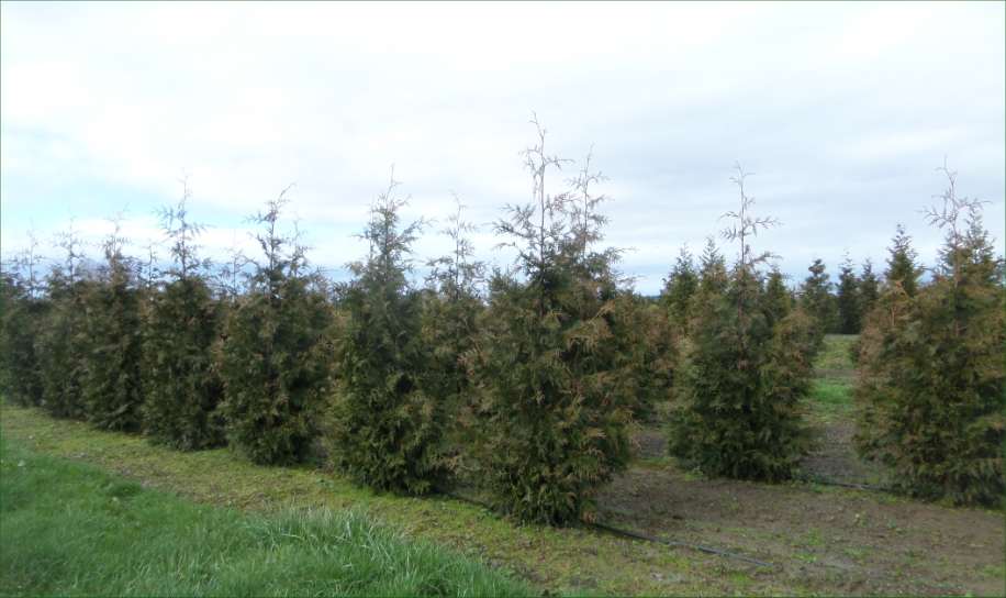 Excelsa Cedar Trees available in Washington State